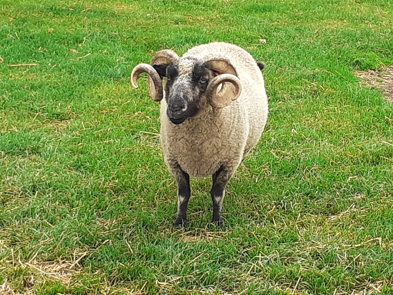 Cotswold Farm Park