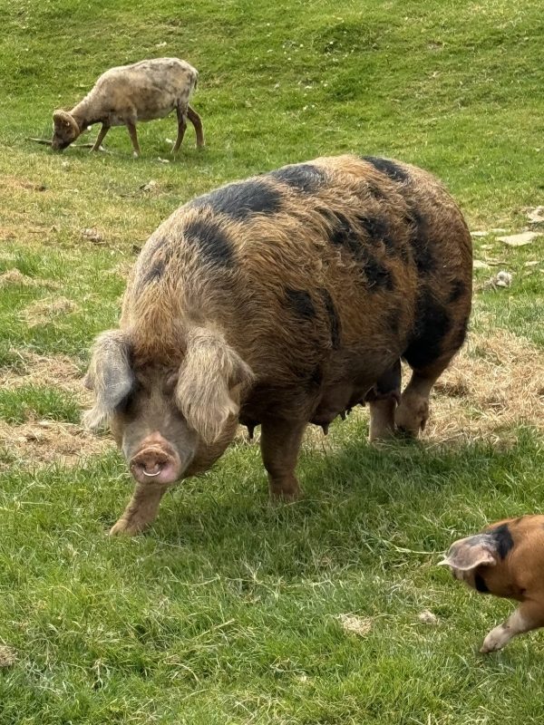 Cotswold Farm Park