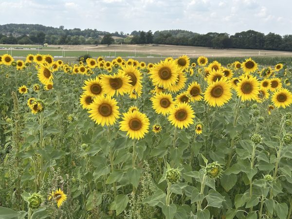 Cowdray's Maize Maze
