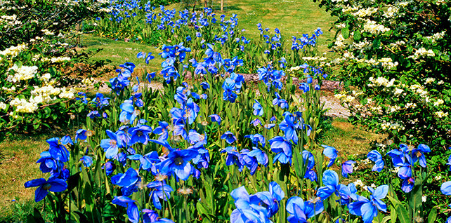 Crarae Gardens