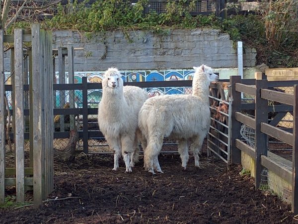 Crystal Palace Farm London