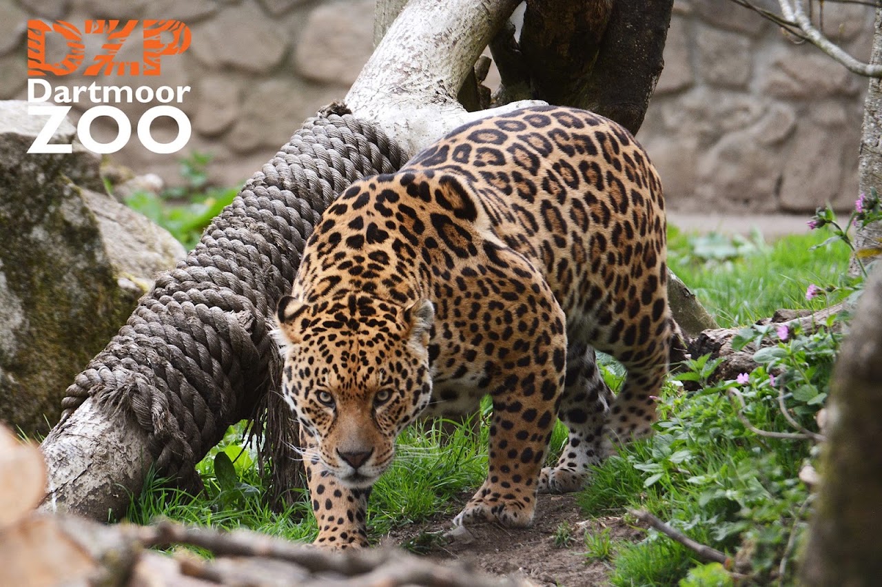Dartmoor Zoological Park