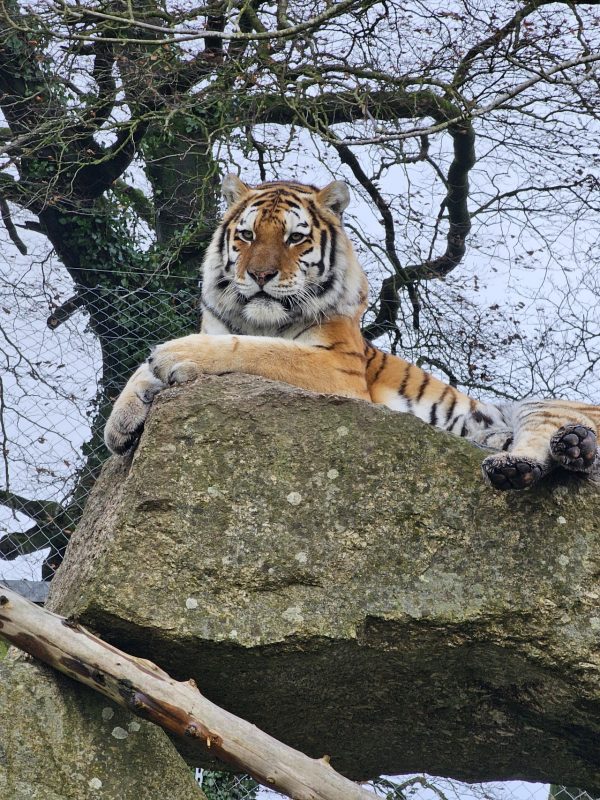 Dartmoor Zoological Park