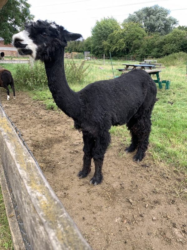 Deen City Farm