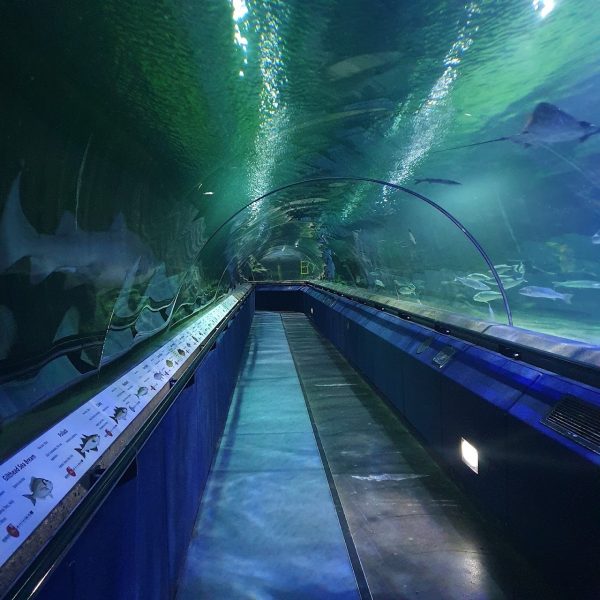Deep Sea World