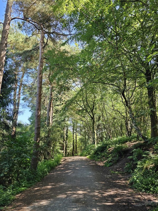 Delamere Forest