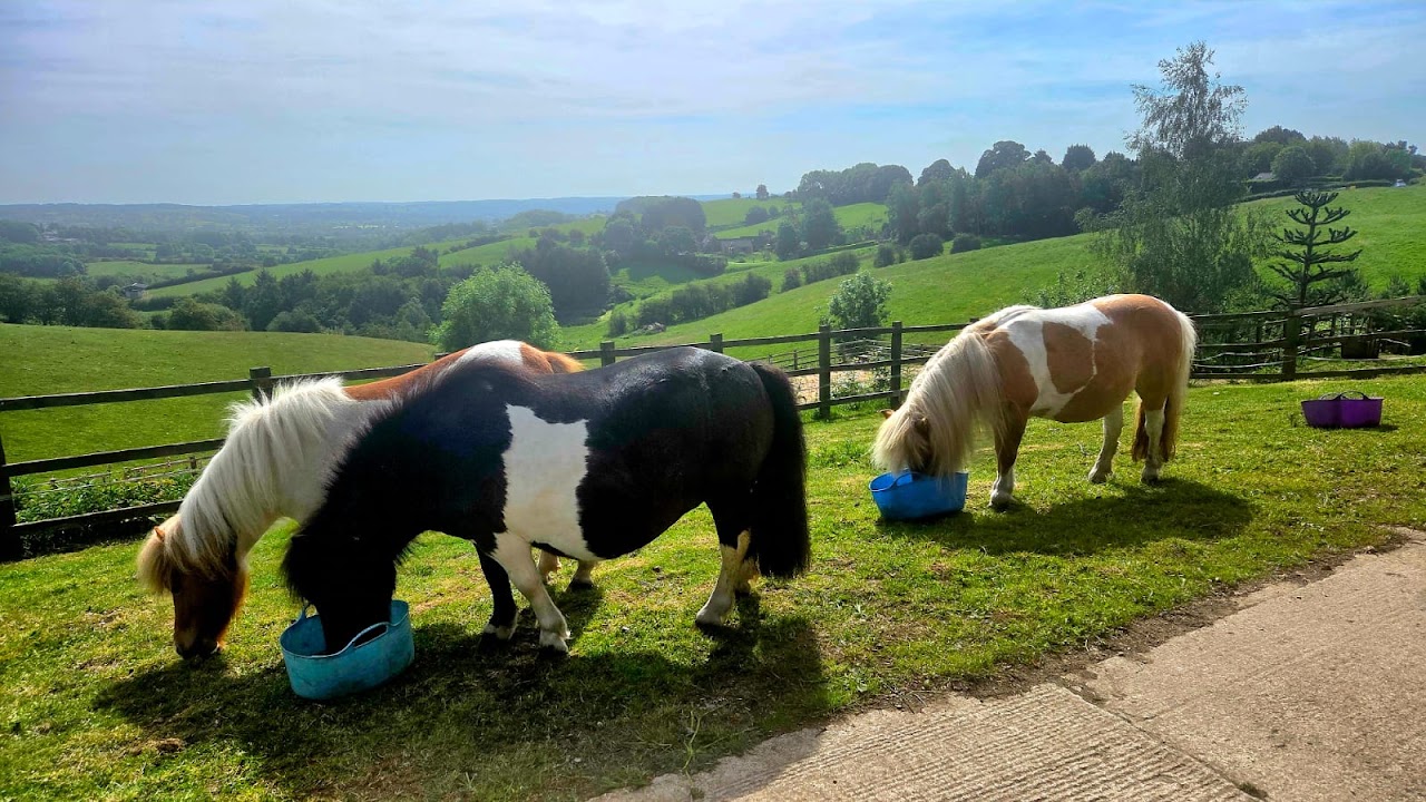 Dinky Hooves