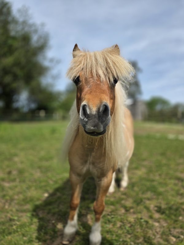 Dinky Hooves
