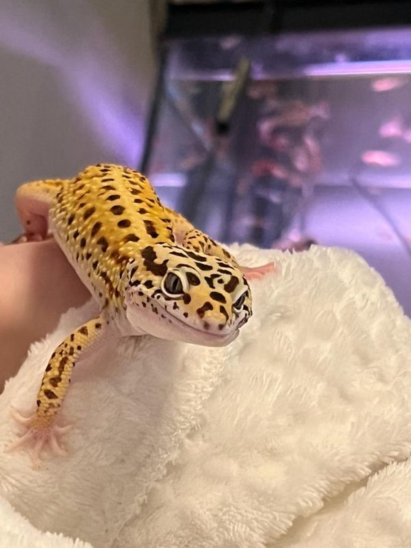 DJL Exotics