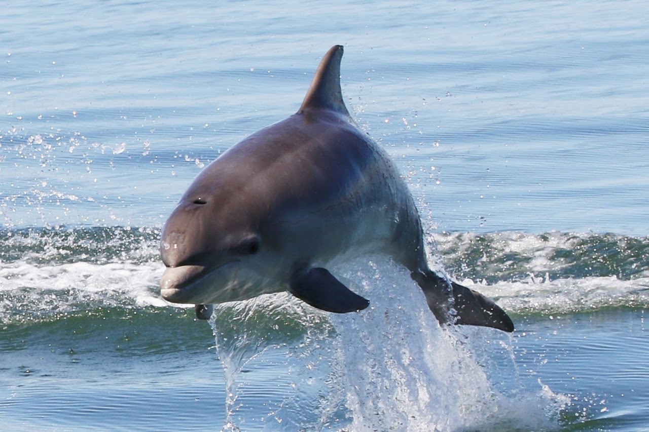 Dolphin Watching on the Shannon