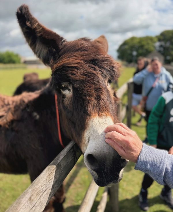 Donkey Sanctuary