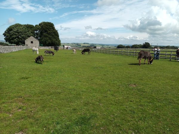 Donkey Sanctuary