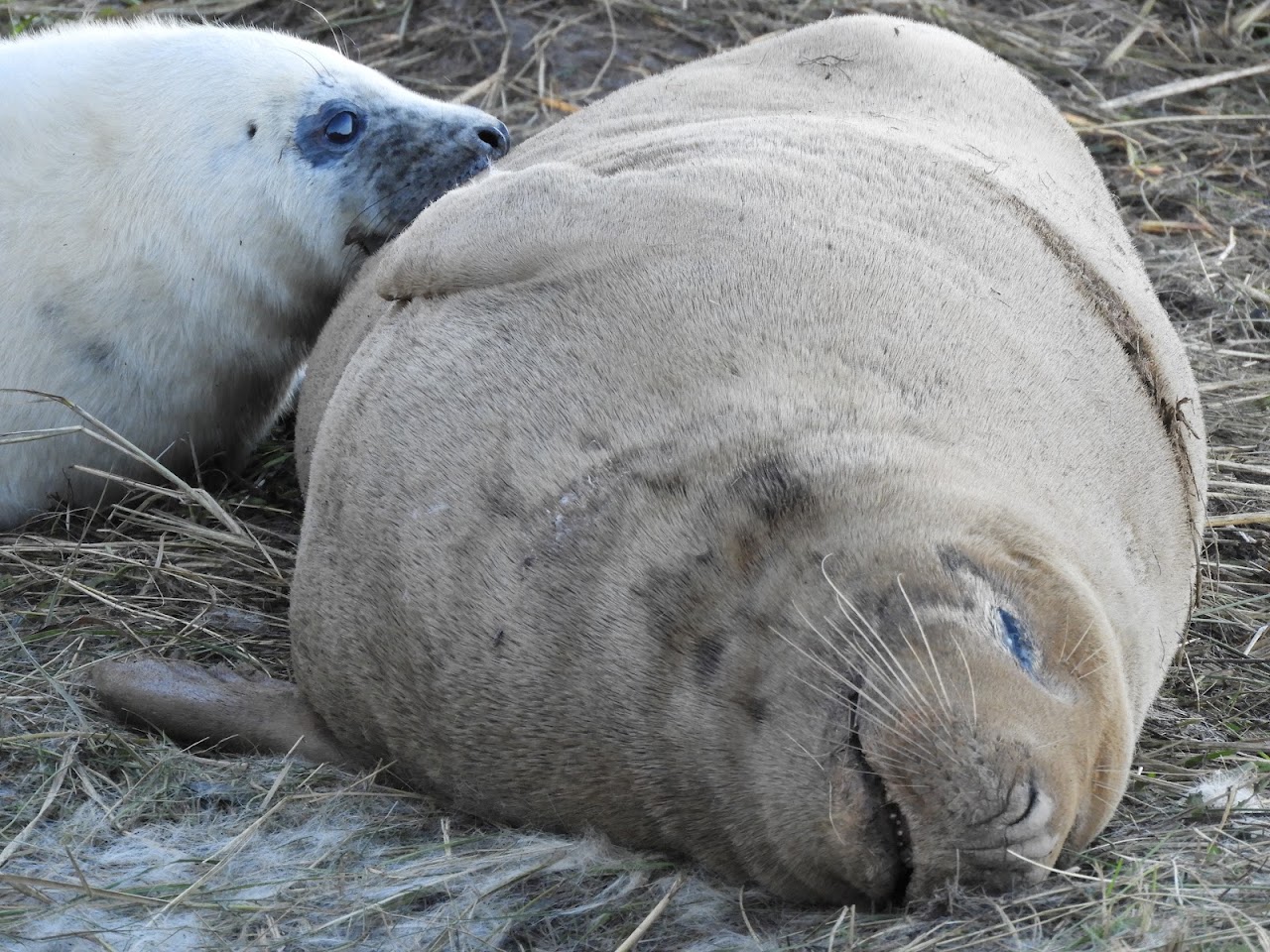 Donna Nook Nature Reserve