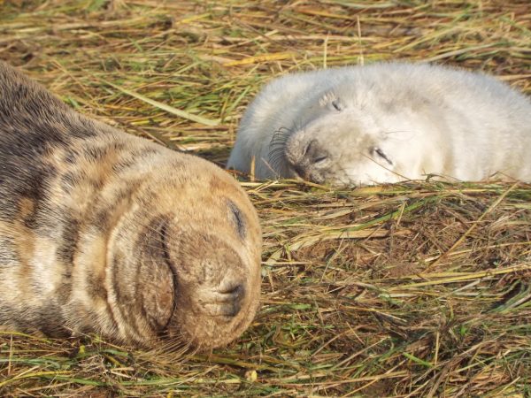 Donna Nook Nature Reserve