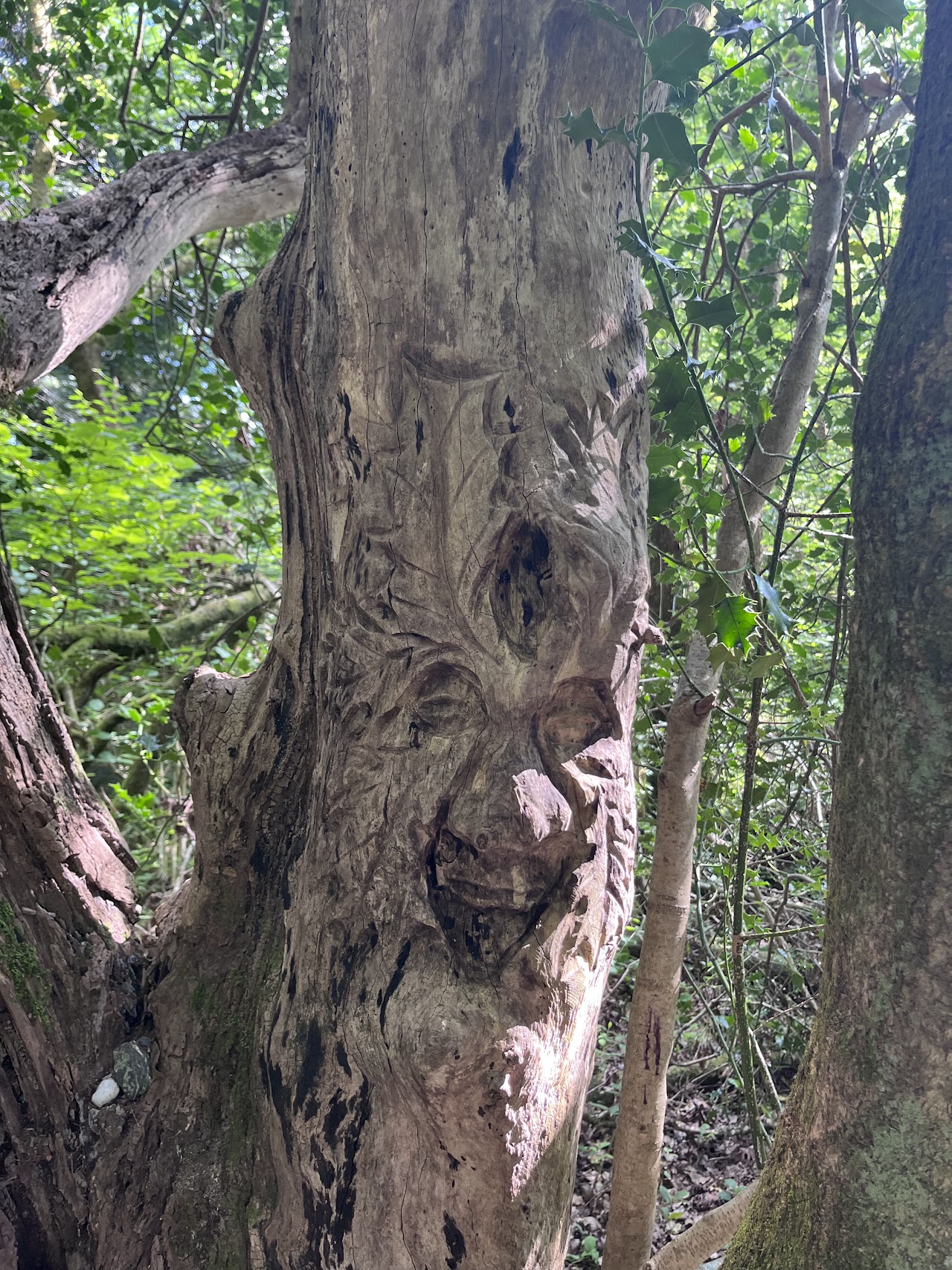 Doon Hill Fairy Walk