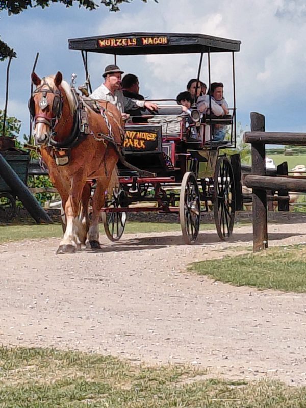 Dorset Heavy Horse Farm Park