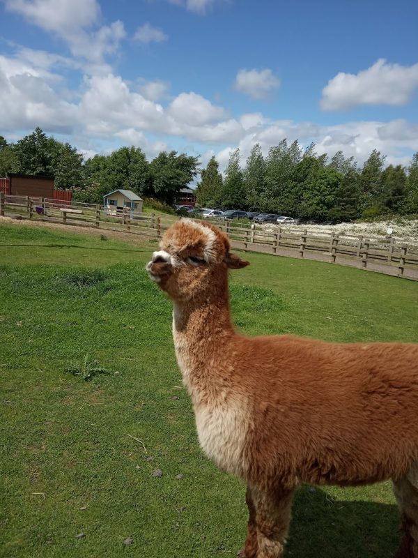 Down at the Farm
