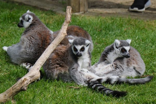 Drusillas Park