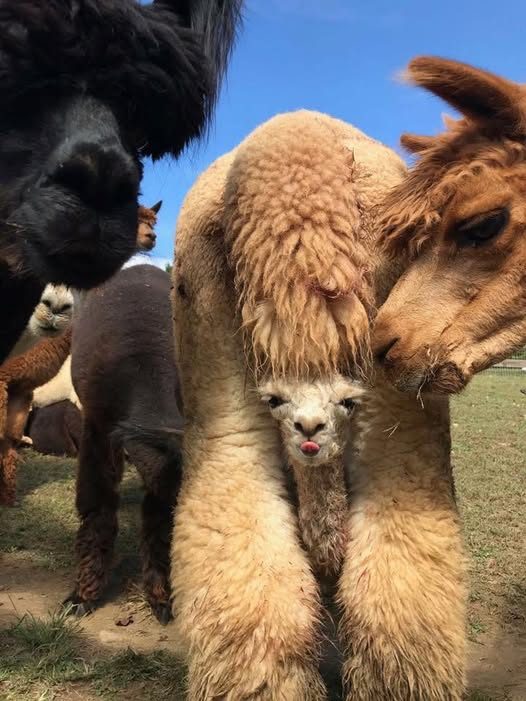 Dunreyth Alpacas