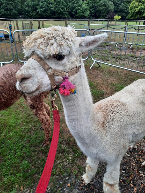 Dunreyth Alpacas