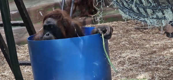 Durrell Wildlife Conservation Trust