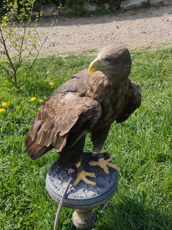 Eagle Heights Wildlife Foundation