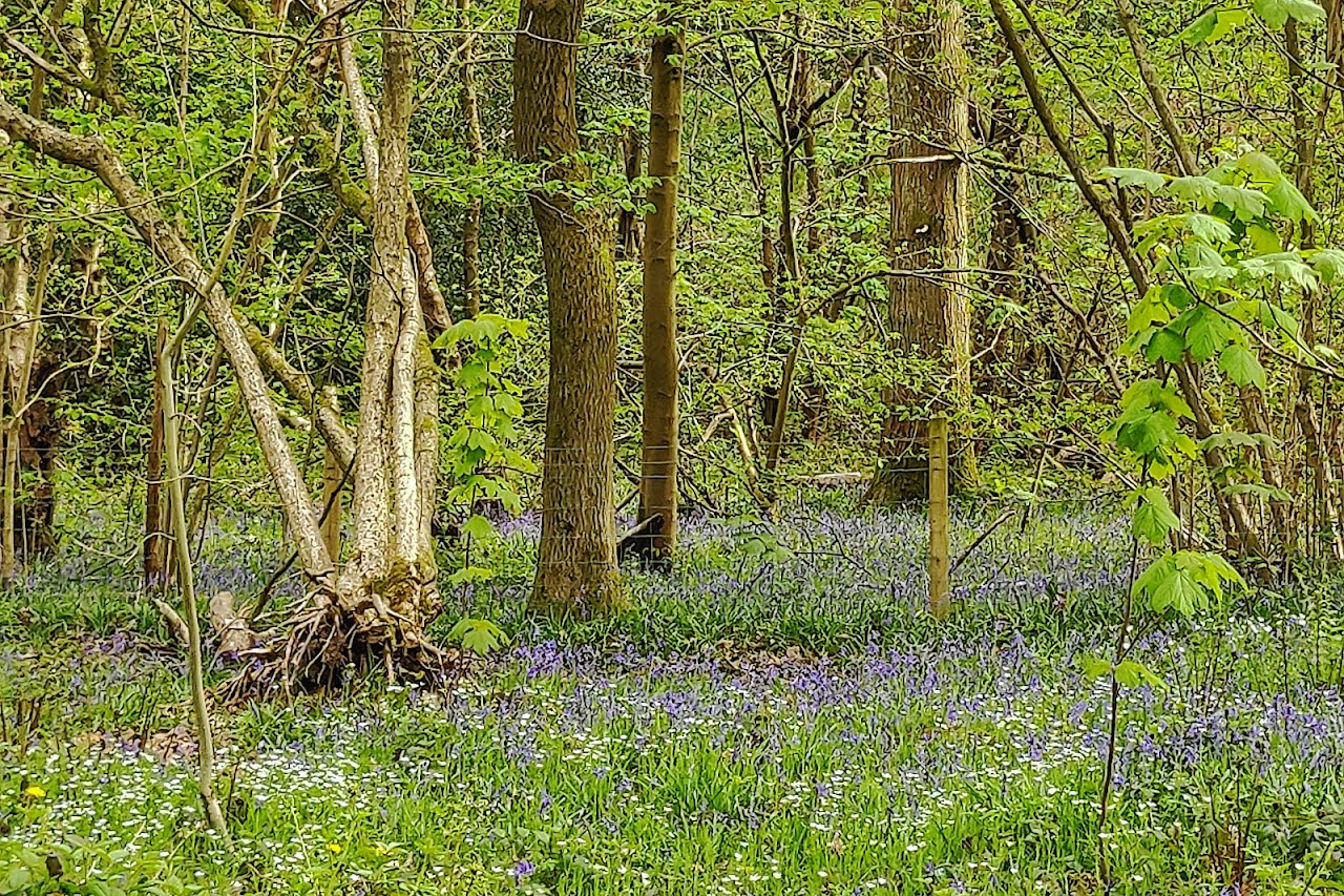 Ecclesall Woods