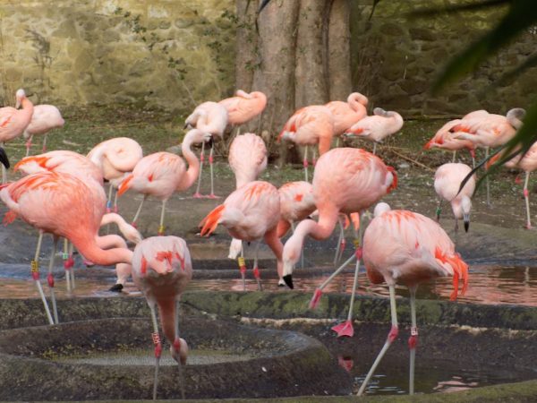 Edinburgh Zoo