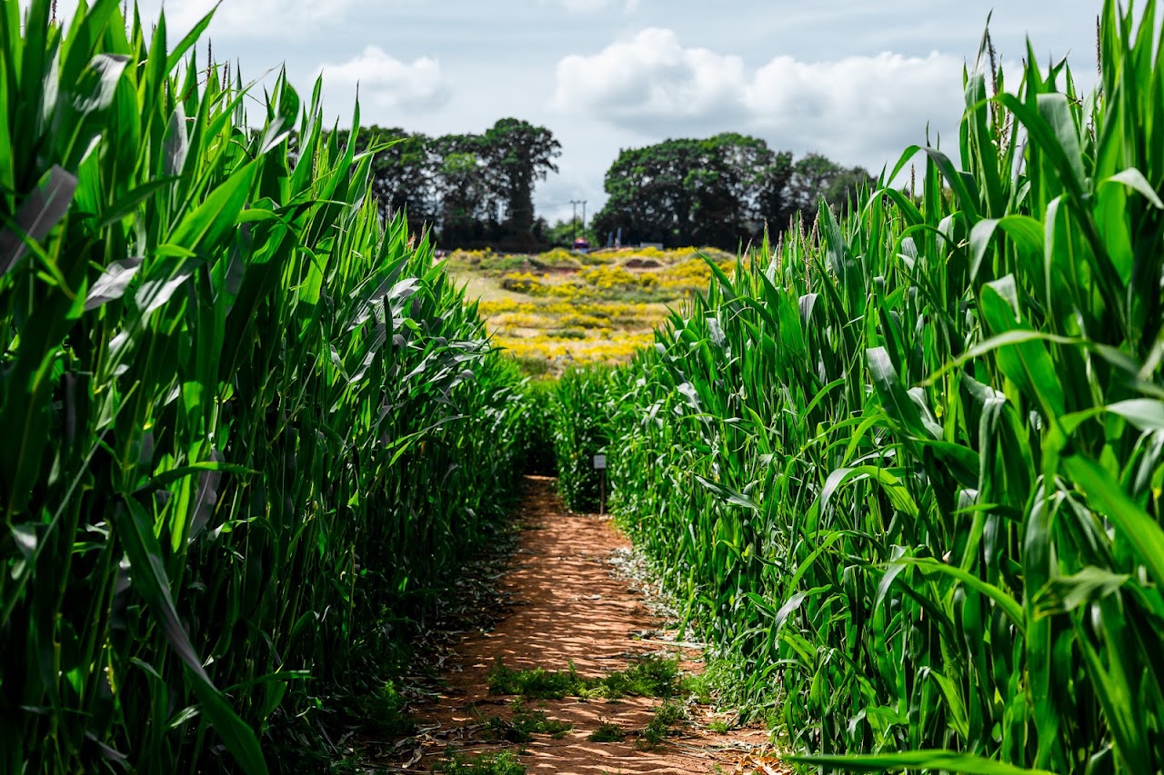 Elton Giant Mazes