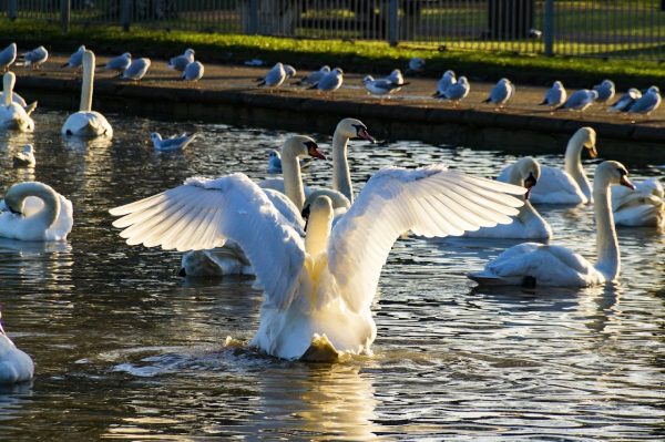 Embankment Splash Park