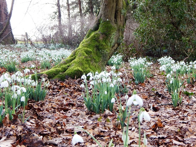Evenley Wood Garden
