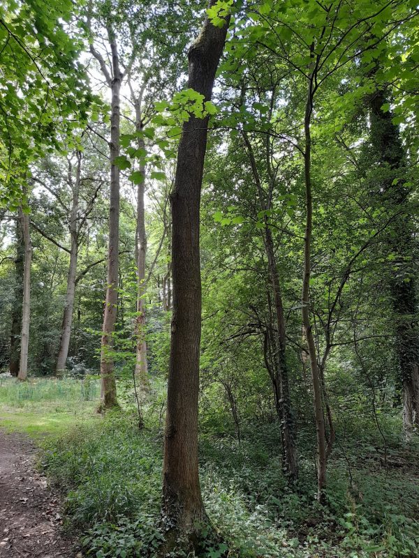 Evenley Wood Garden