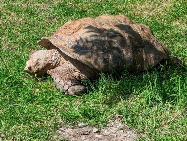 Exmoor Zoo