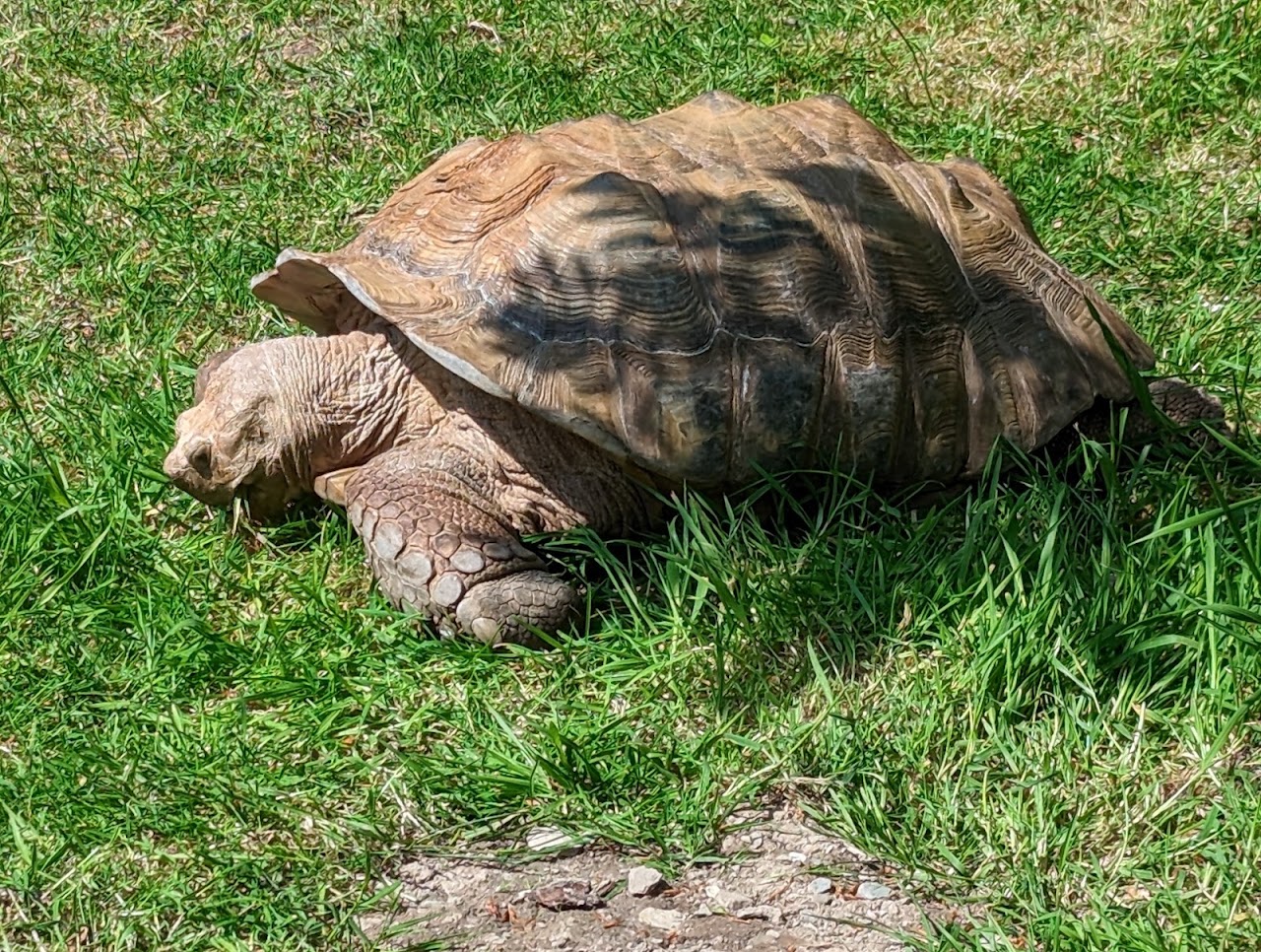 Exmoor Zoo