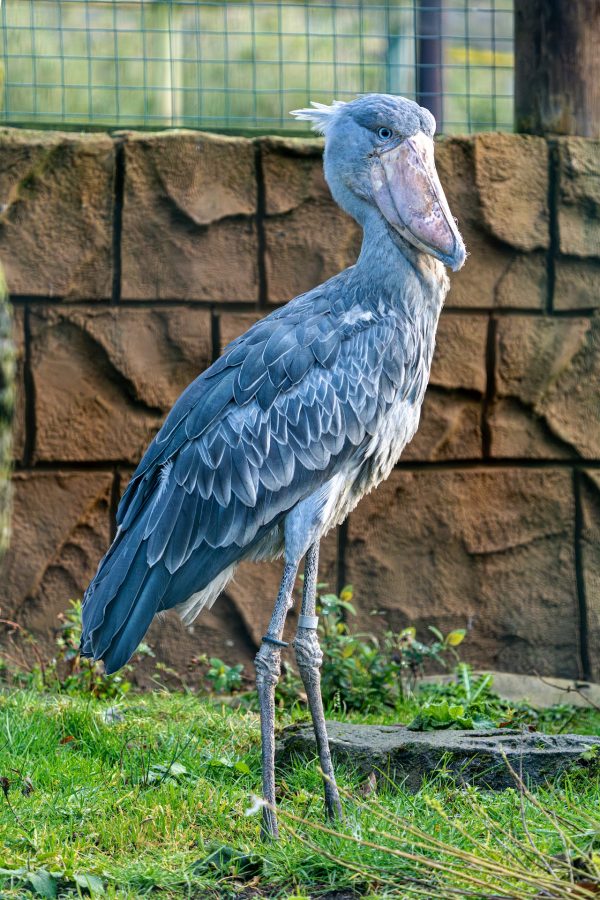 Exmoor Zoo