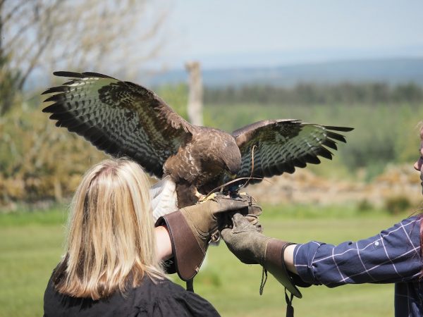 Falconry Days