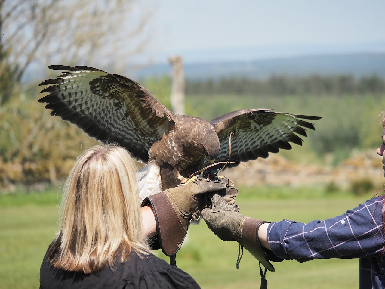 Falconry Days