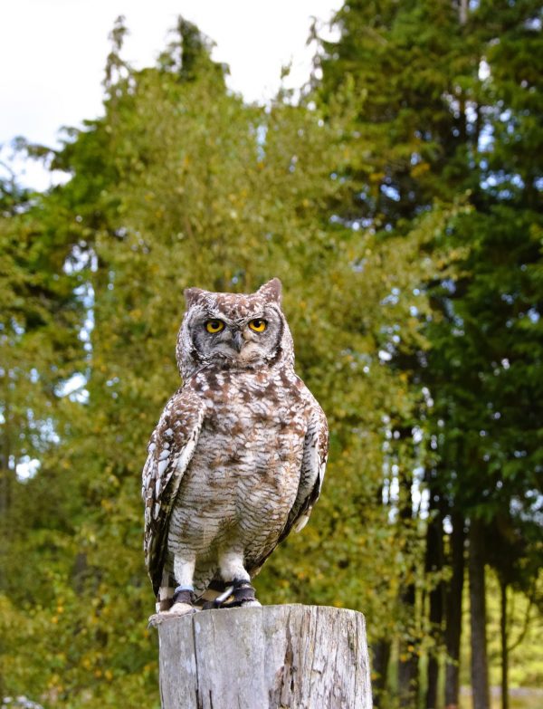 Falconry Days