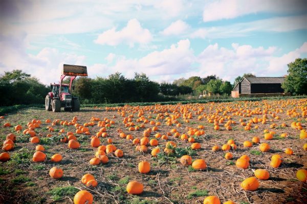 Farmer John’s Maize Maze & Pumpkin Patch