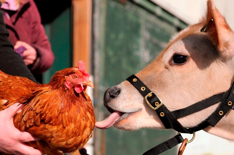 Farmer Parr's Animal World