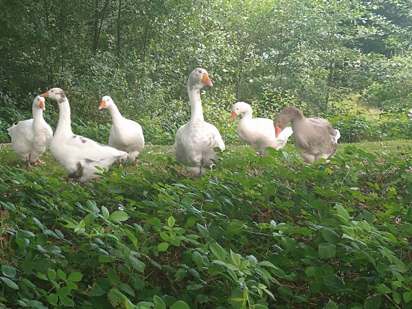 Ferne Animal Sanctuary