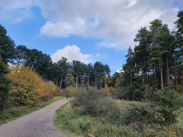 Fineshade Woods