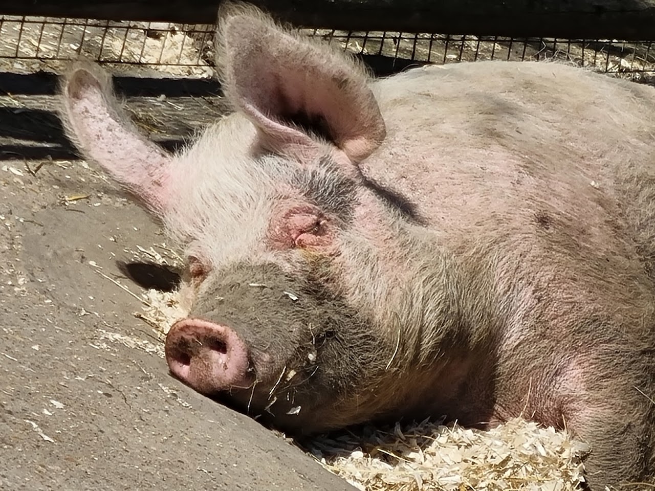 Foal Farm Animal Rescue Centre