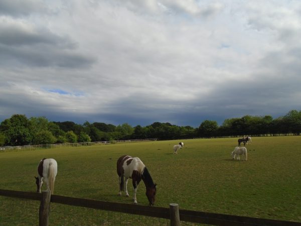 Foal Farm Animal Rescue Centre