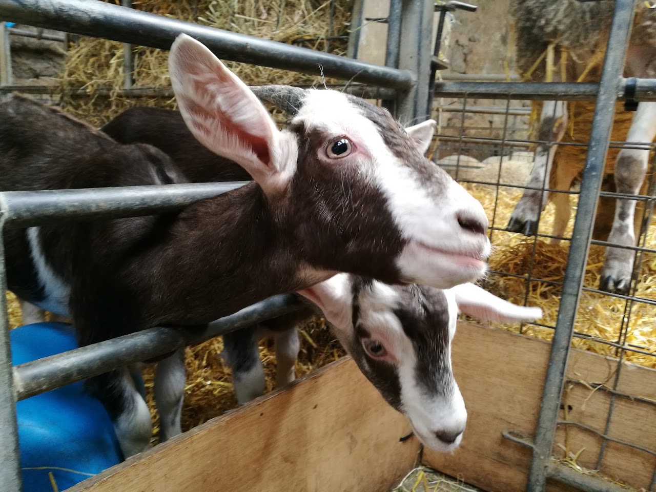 Foel Farm Park