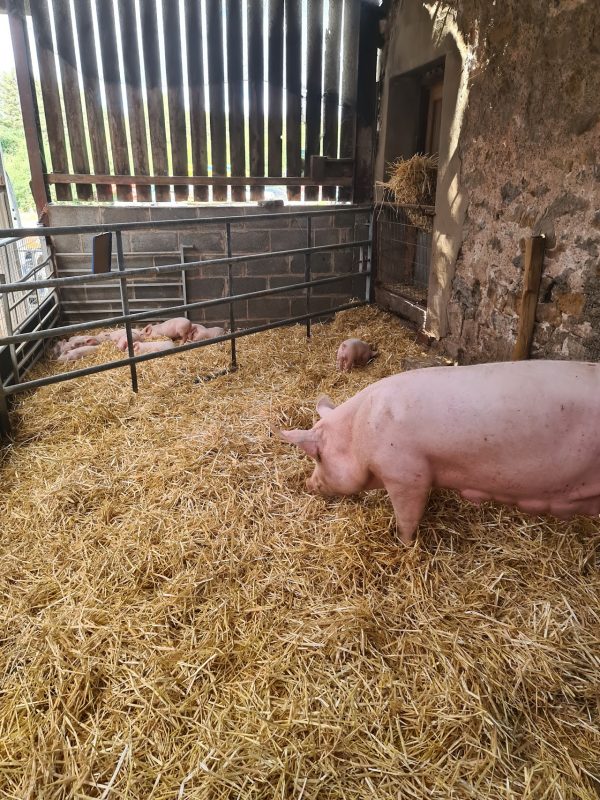 Foel Farm Park