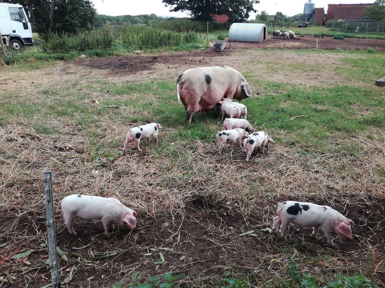 Fordhall Organic Farm