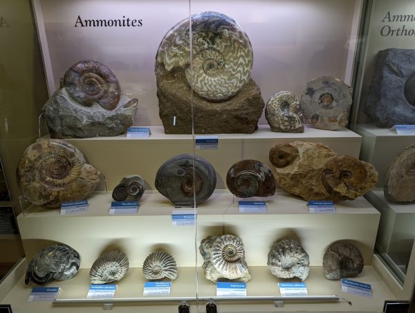 Fossil and Heritage Centre