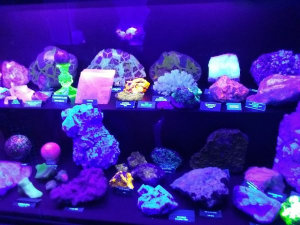 Fossils Galore