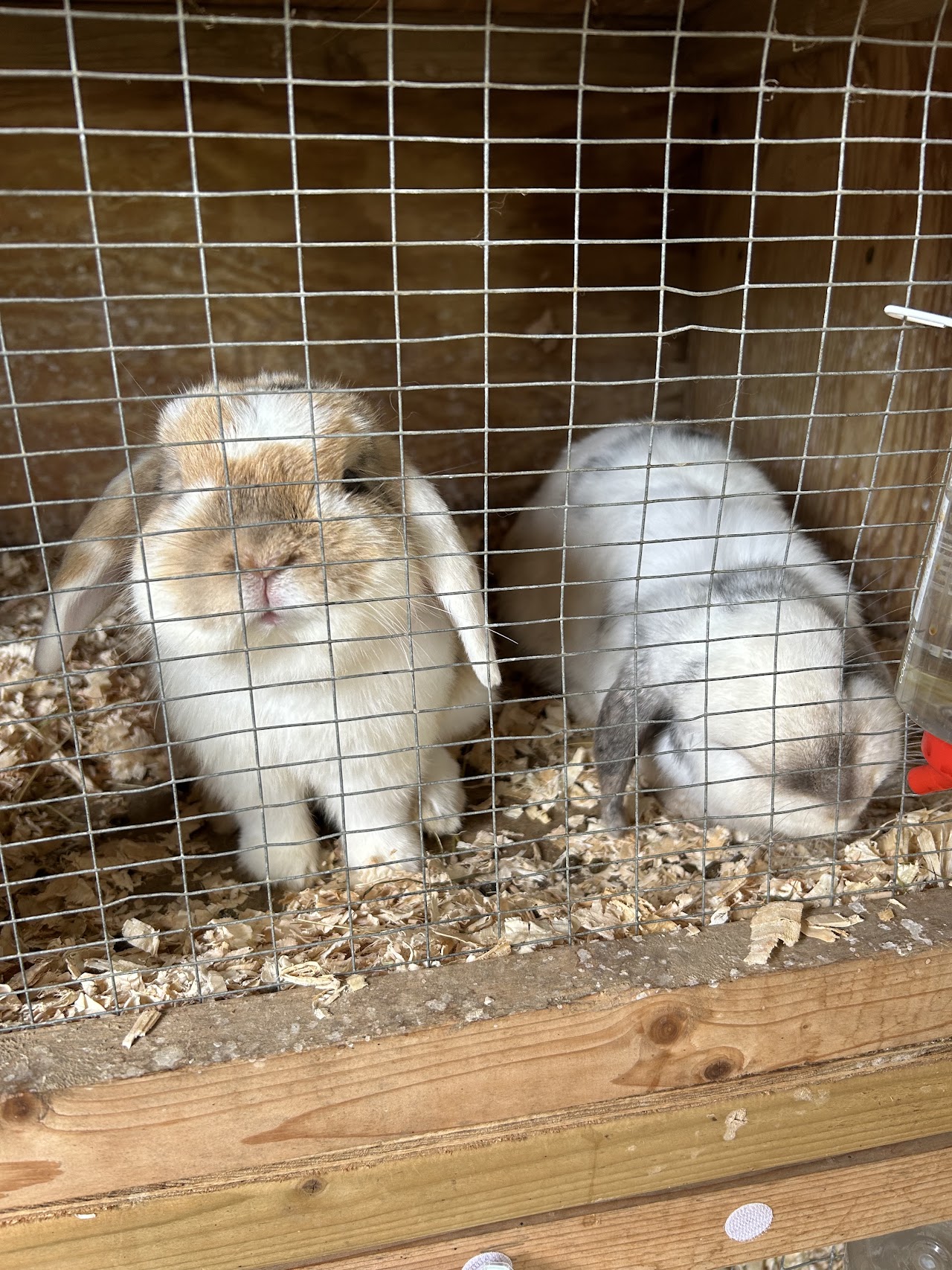 Foxdown Childrens Farm
